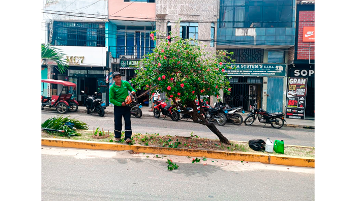 Trabajos rutinarios de poda y mantenimiento de Γ‘rboles en el Jr. Alfonso Ugarte Cdra. 07,08,09 y 10.