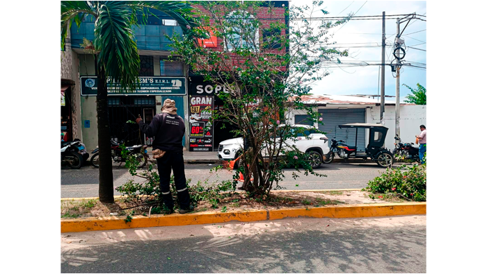 Trabajos rutinarios de poda y mantenimiento de Γ‘rboles en el Jr. Alfonso Ugarte Cdra. 07,08,09 y 10.