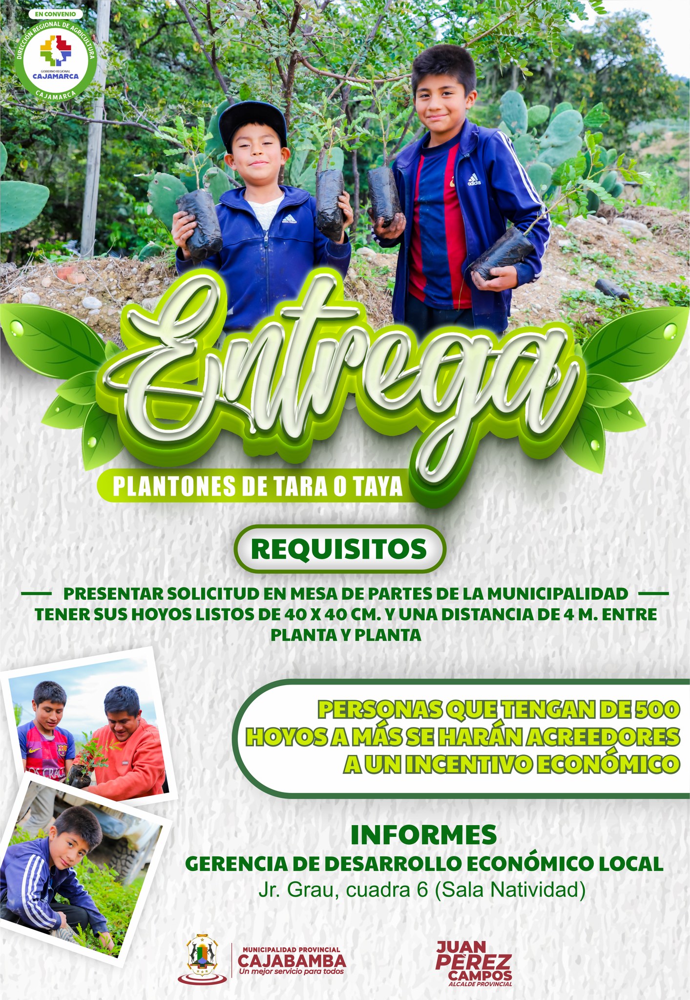 Solicita tus plantas de taya o tara