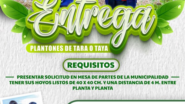 Solicita tus plantas de taya o tara