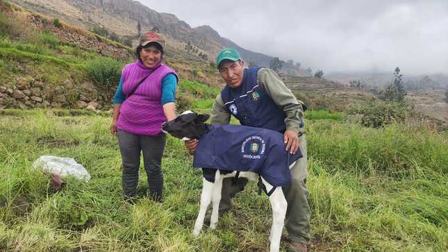 Mejoramiento genético en Puquina.