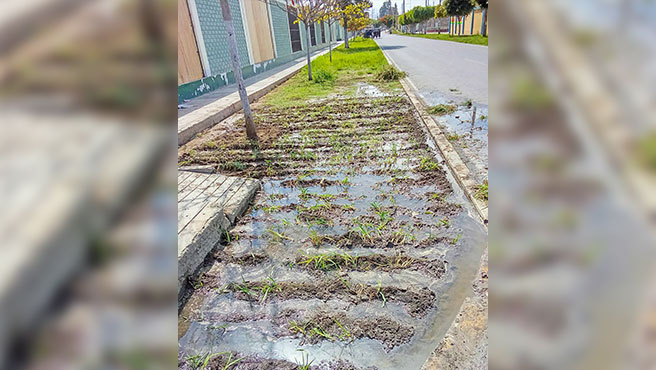 Personal municipal regando el grass sembrado