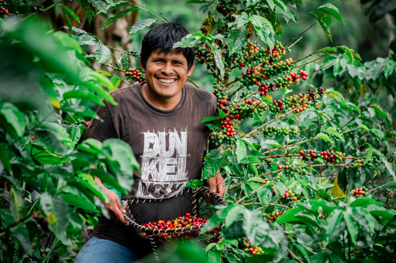 El Perú se mantiene como uno de los principales productores y exportadores de café