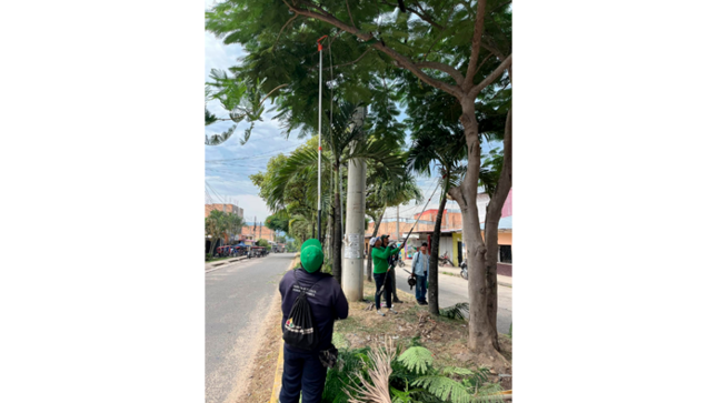 Trabajos rutinarios de poda y mantenimiento de árboles en el Jr. Manco Inca Cdra. 01 - 08.