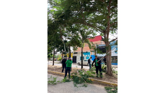 Trabajos rutinarios de poda y mantenimiento de Γ‘rboles en el Jr. Manco Inca Cdra. 01 - 08.