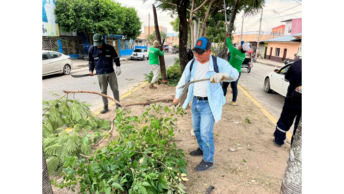 Trabajos rutinarios de poda y mantenimiento de Γ‘rboles en el Jr. Manco Inca Cdra. 01 - 08.
