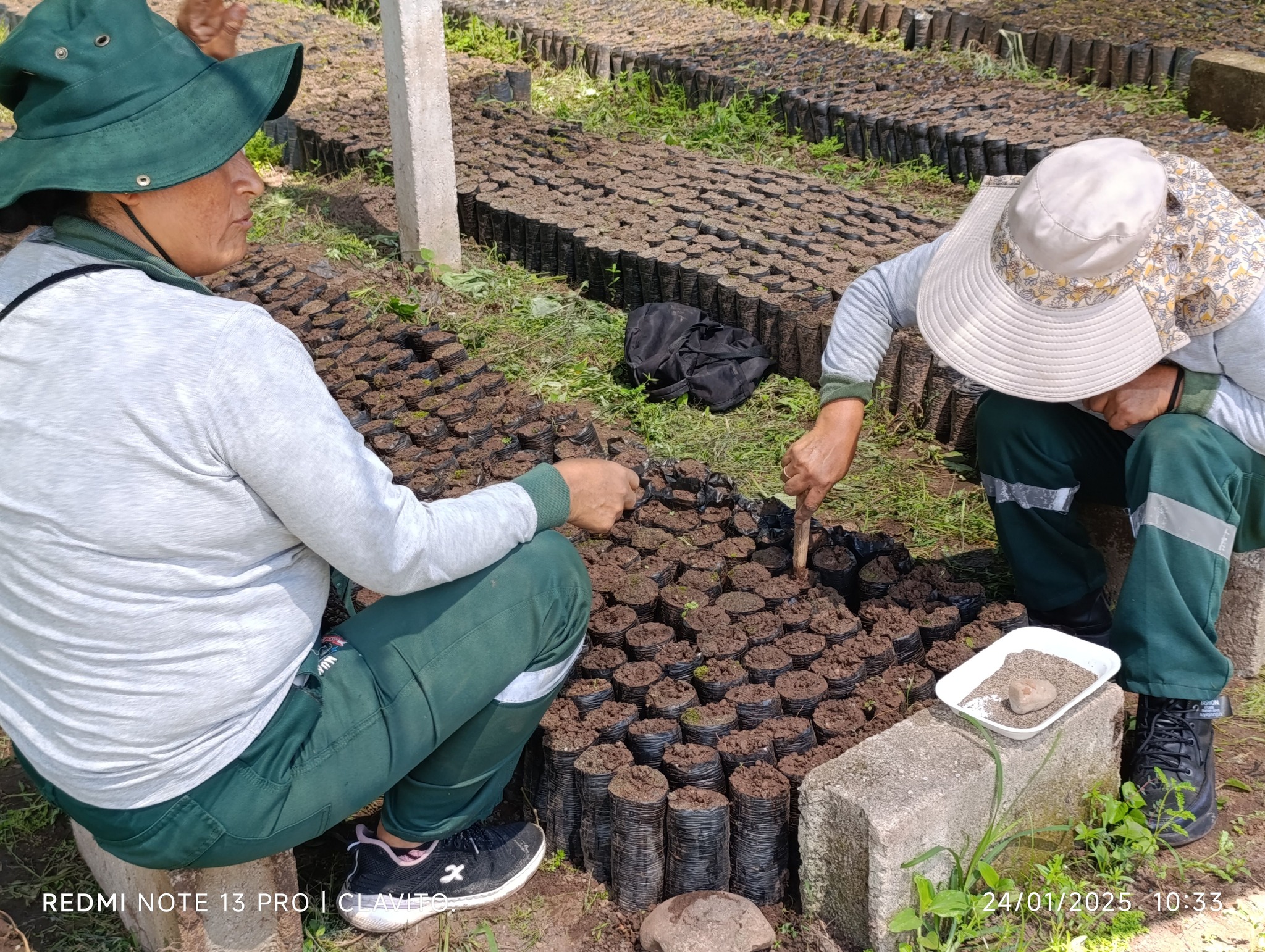 Producción De Plantones Forestales En El Vivero Municipal
