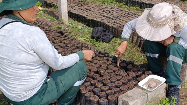 Producción De Plantones Forestales En El Vivero Municipal