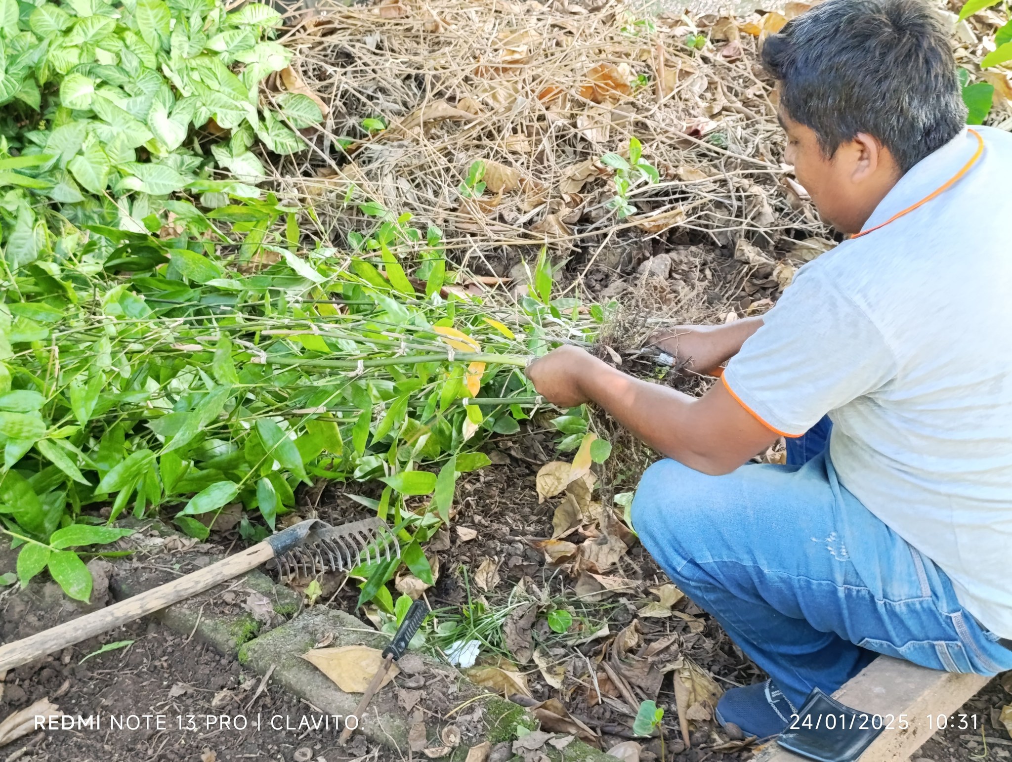 Producción De Plantones Forestales En El Vivero Municipal