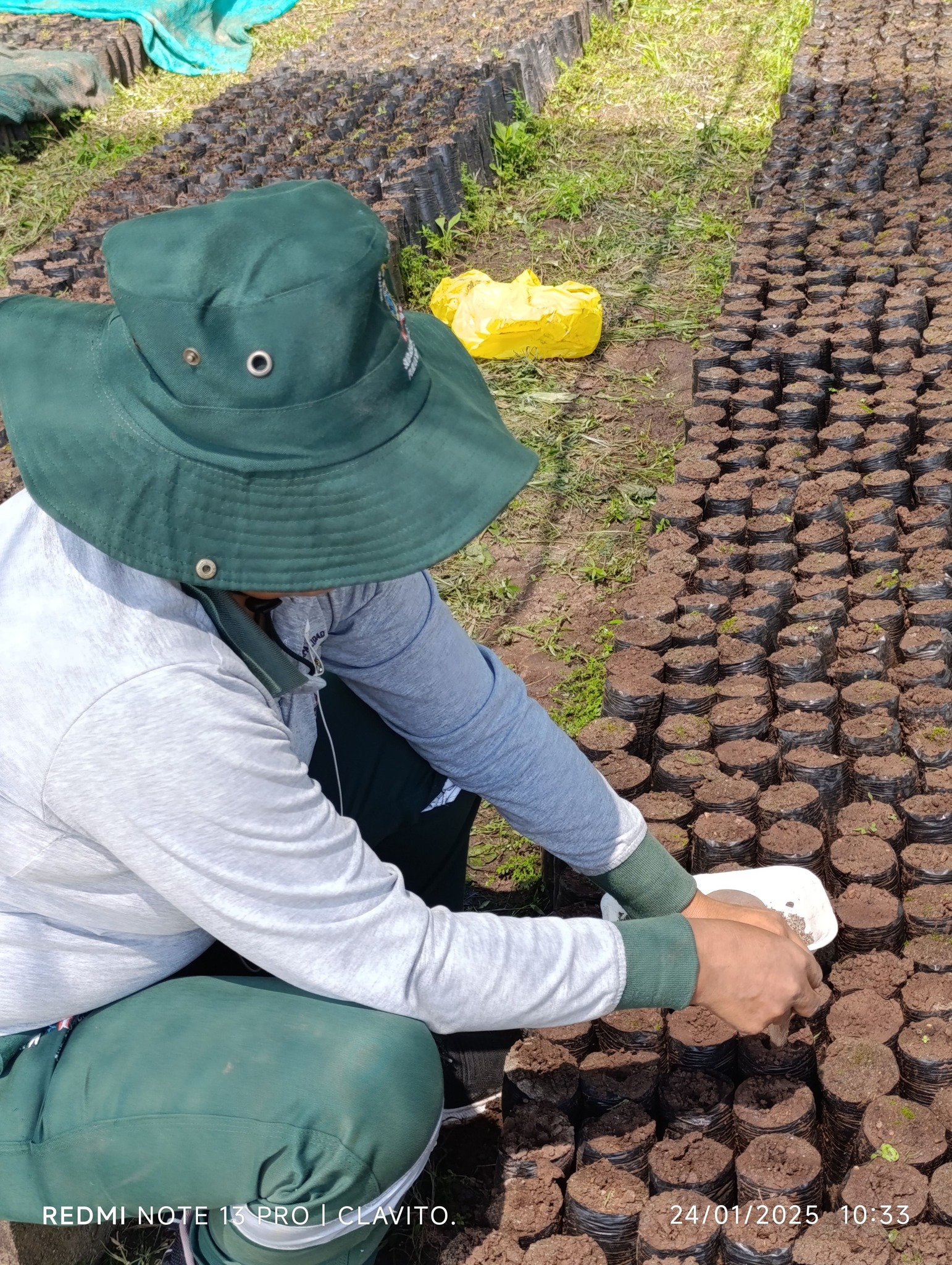 Producción De Plantones Forestales En El Vivero Municipal