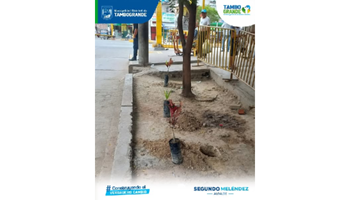 "MDT reforesta el distrito sembrando 50 plantas ornamentales en la av. 9 de nov."