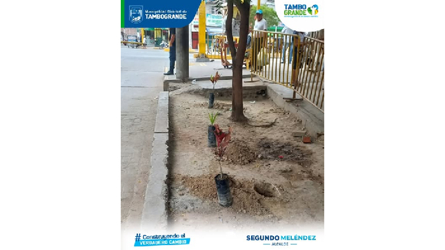 "MDT reforesta el distrito sembrando 50 plantas ornamentales en la av. 9 de nov."