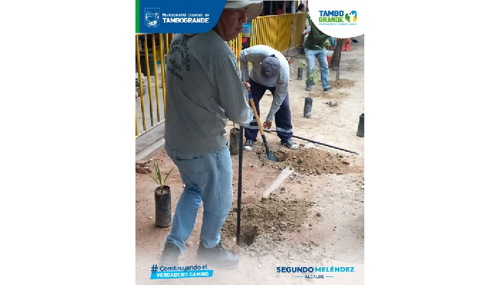 "MDT reforesta el distrito sembrando 50 plantas ornamentales en la av. 9 de nov."