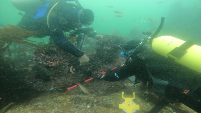 Bitas de amarre del buque histórico Chincha Norte Crédito Y. Hooker