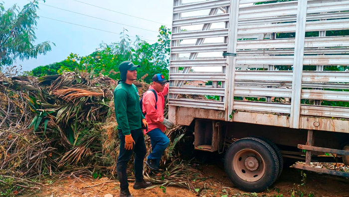 Mantenimiento de Γ‘reas verdes en diferentes puntos de la ciudad de Tarapoto.