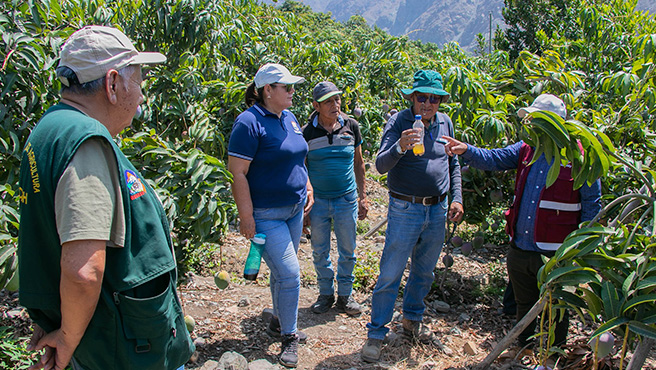 Autoridades realizaron la supervisión de la ejecución del plan integrado para el control de la mosca de la fruta en la provincia de Huarmey