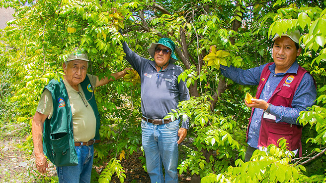 Autoridades supervisan ejecución del plan de control de la mosca de la fruta en el Centro Poblado de Ex- Hacienda