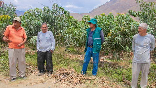 Autoridades supervisan ejecución del plan de control de la mosca de la fruta en el centro poblado de Huamba Baja