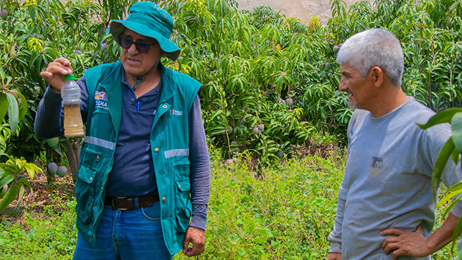 Autoridades supervisan ejecución del plan de control de la mosca de la fruta en el centro poblado de Huamba Baja