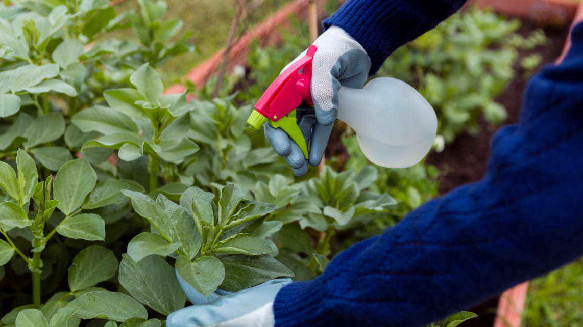 Foto referencial de aplicación de urea