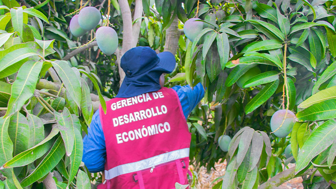 Autoridades supervisan ejecución del plan de control de la mosca de la fruta en el centro poblado de Huiña