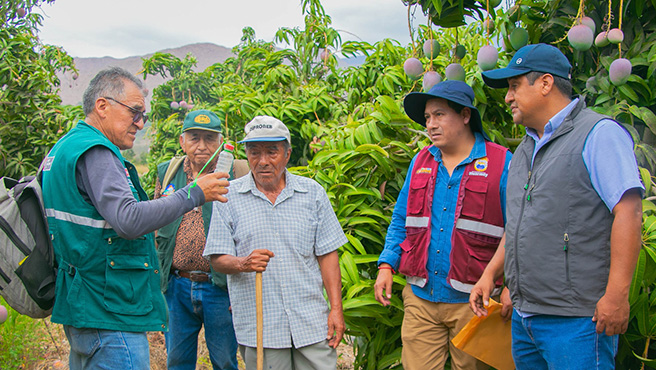 Autoridades supervisan ejecución del plan de control de la mosca de la fruta en el centro poblado de Huiña