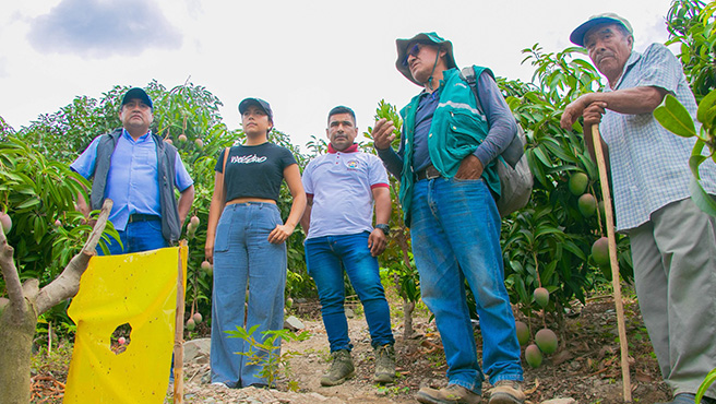 Autoridades supervisan ejecución del plan de control de la mosca de la fruta en el centro poblado de Huiña