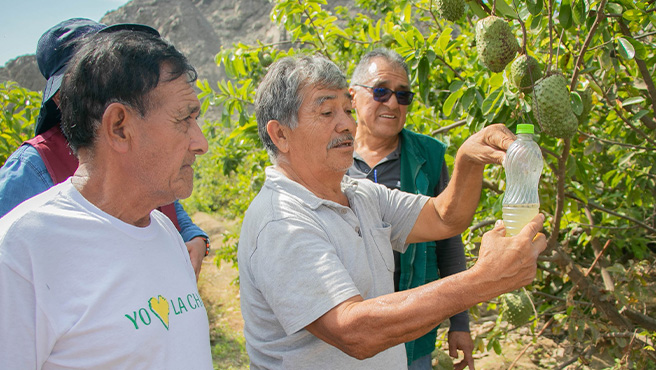 Autoridades supervisan ejecución del plan de control de la mosca de la fruta en el centro poblado de Mandinga
