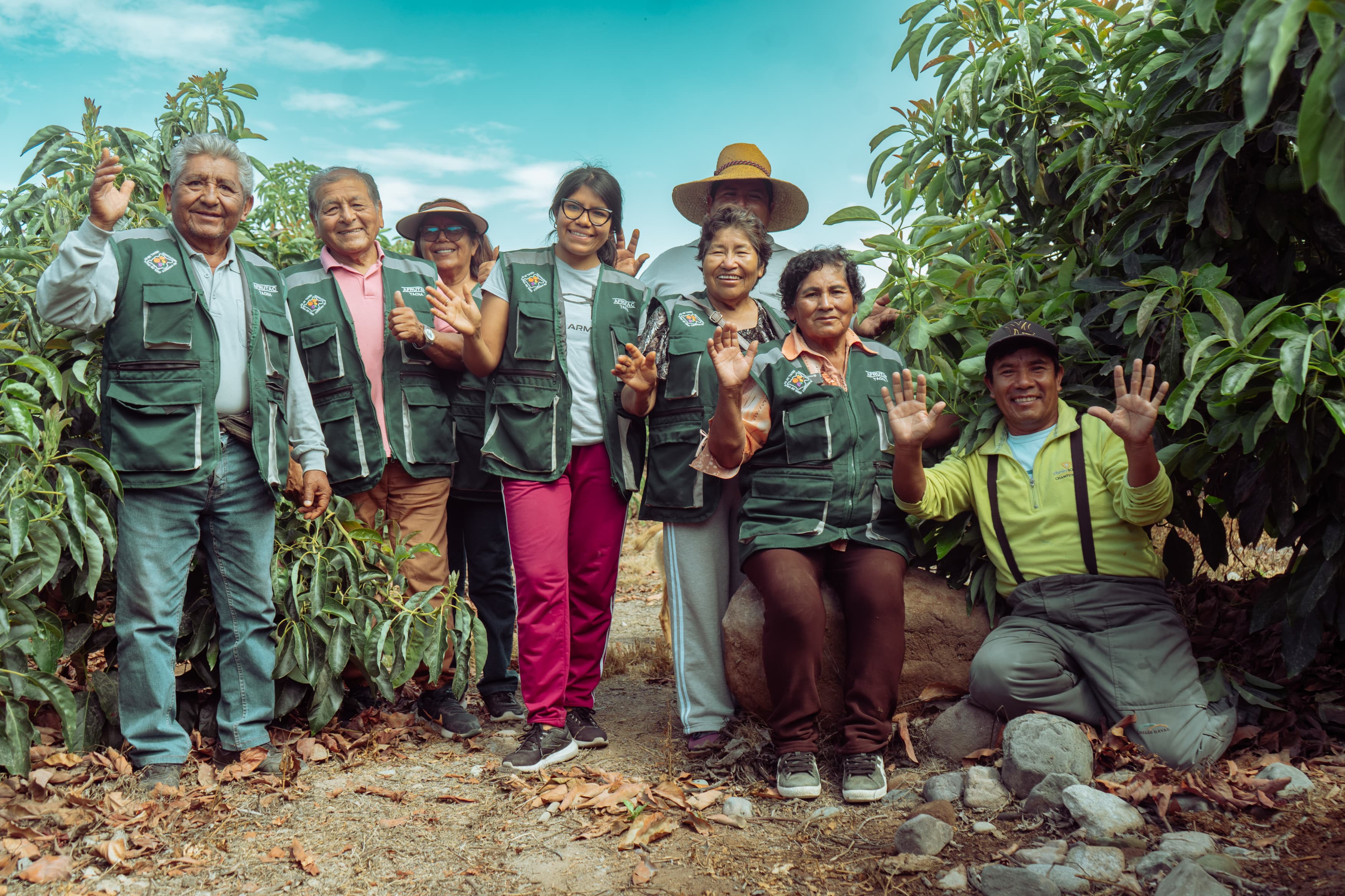 AFRUTAC mejora su producción de palta Hass gracias al Procompite