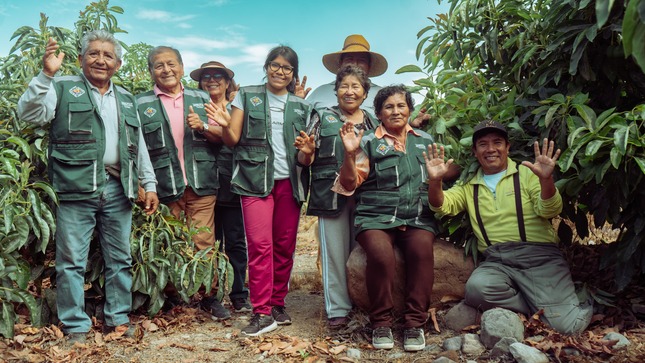 AFRUTAC mejora su producción de palta Hass gracias al Procompite