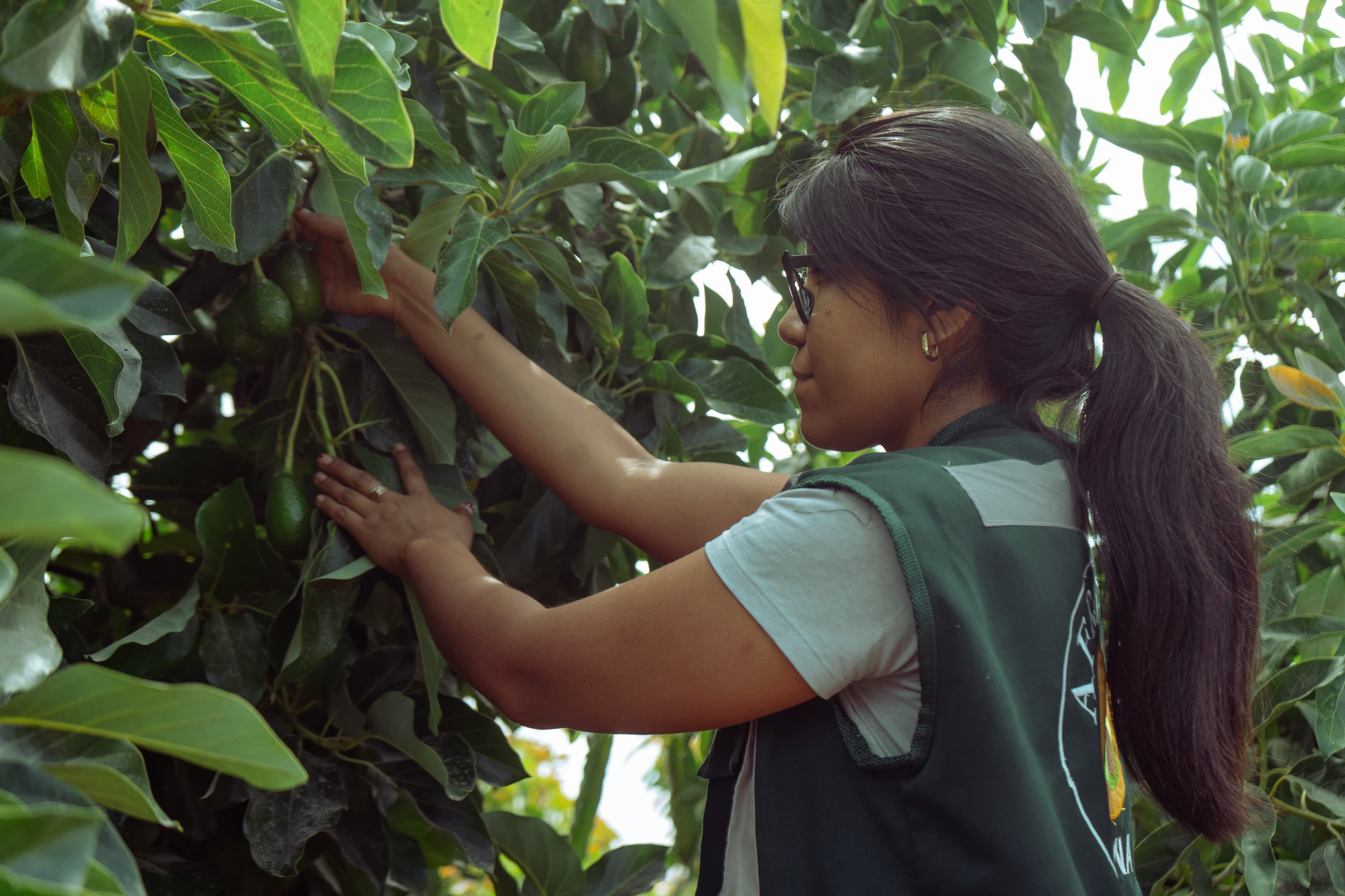 AFRUTAC mejora su producción de palta Hass gracias al Procompite