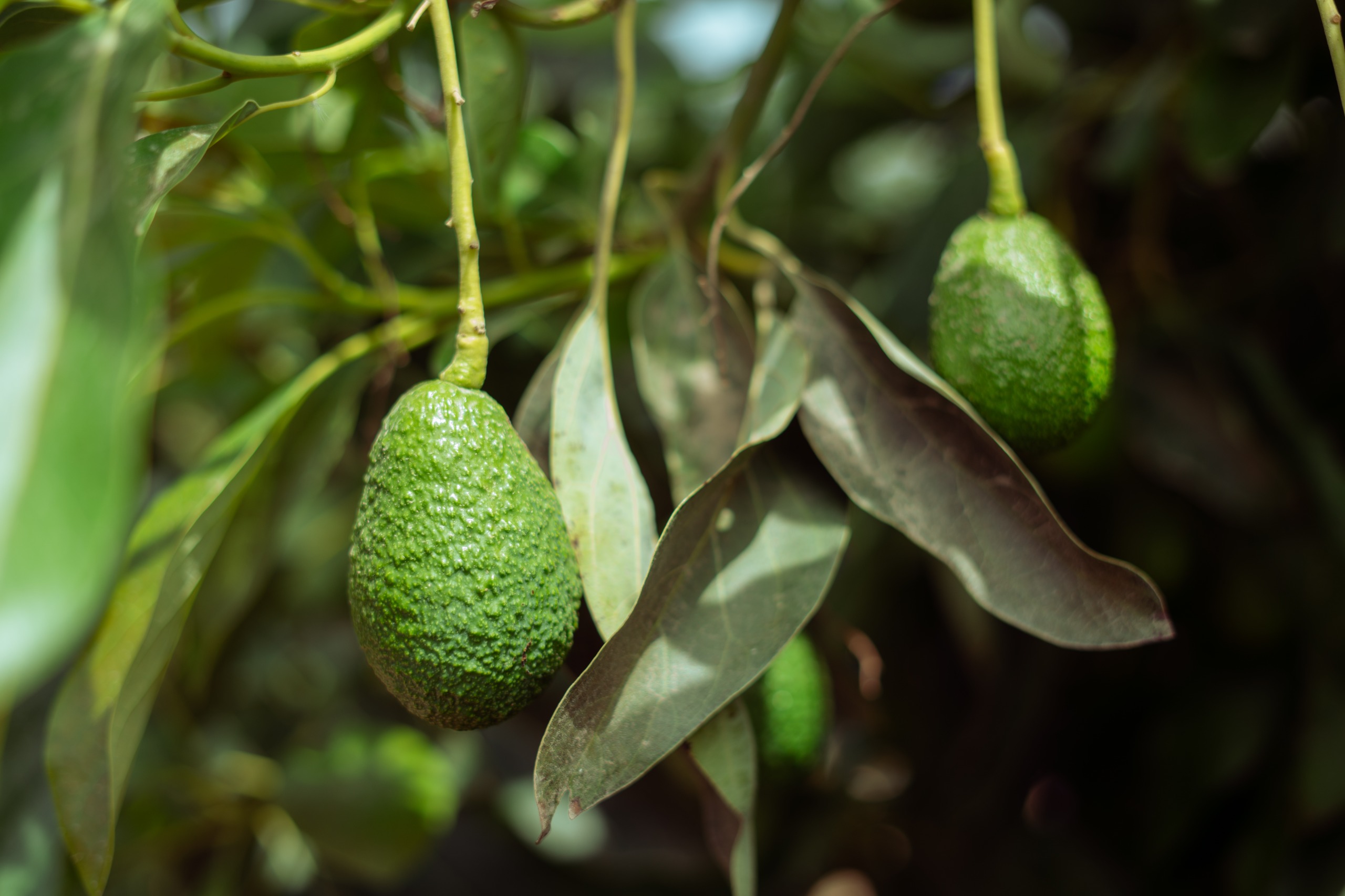 AFRUTAC mejora su producción de palta Hass gracias al Procompite