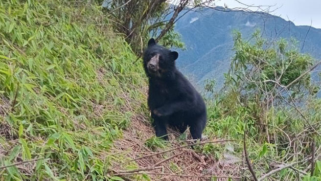 oso andino