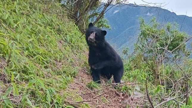 oso andino