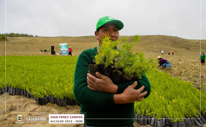Plantación masiva de pino en la comunidad de Huayllabamba-Cachachi