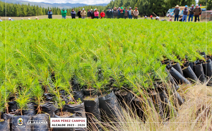 Plantación masiva de pino en la comunidad de Huayllabamba-Cachachi