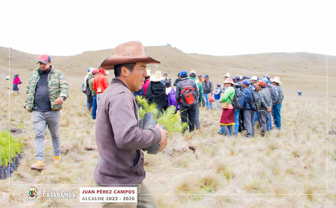 Plantación masiva de pino en la comunidad de Huayllabamba-Cachachi