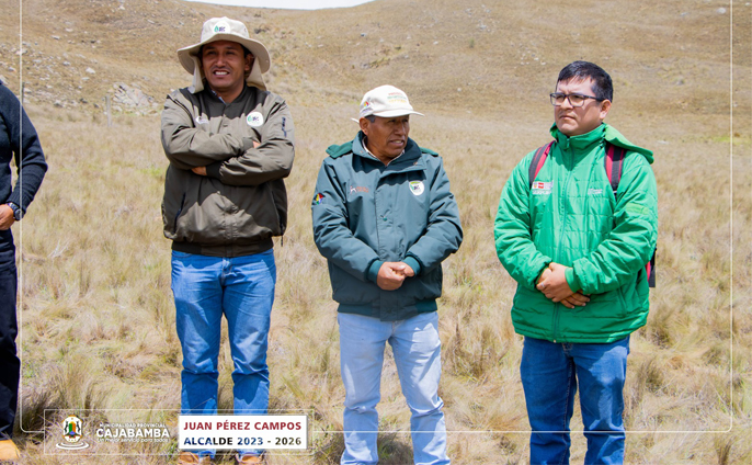 Plantación masiva de pino en la comunidad de Huayllabamba-Cachachi