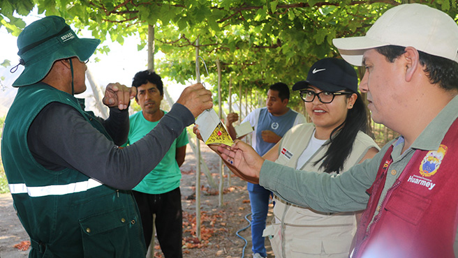 Autoridades supervisan ejecución del plan de control de la mosca de la fruta en el centro poblado de Ampanu – Culebras