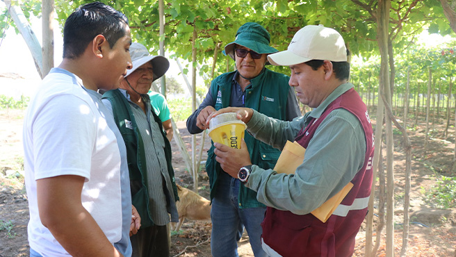 Autoridades supervisan ejecución del plan de control de la mosca de la fruta en el centro poblado de Ampanu – Culebras