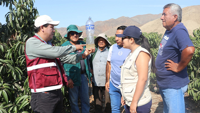 Autoridades supervisan ejecución del plan de control de la mosca de la fruta en el centro poblado de Ampanu – Culebras