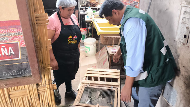 halcón tana