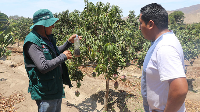 Autoridades supervisan ejecución del plan de control de la mosca de la fruta en el centro poblado el Molino – Culebras