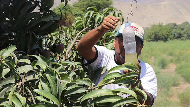 Autoridades supervisan ejecución del plan de control de la mosca de la fruta en el centro poblado el Molino – Culebras