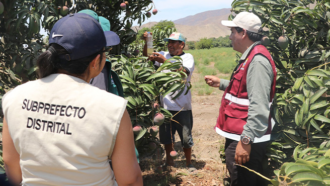 Autoridades supervisan ejecución del plan de control de la mosca de la fruta en el centro poblado el Molino – Culebras