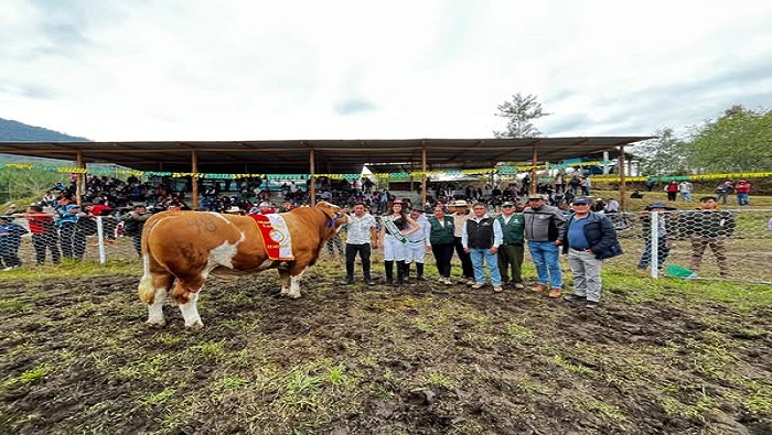 GANADO YAMBRAS 1