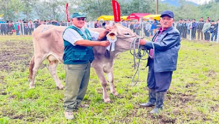 GANADO YAMBRAS 2