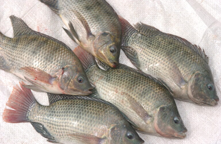 Sanipes capacitará y difundirá medidas de prevención en San Martín ante presencia del Streptococcus agalactiae en el cultivo de tilapia
