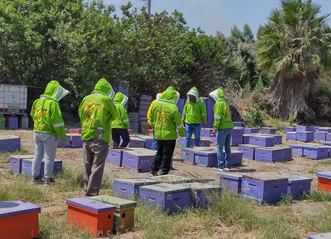 Abejas mejor alimentadas: crean suplemento proteico con residuos de frutas