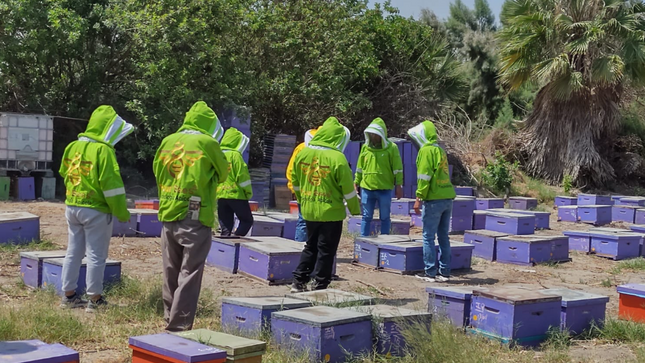 Abejas mejor alimentadas: crean suplemento proteico con residuos de frutas